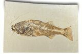 Bargain,  Fish Fossil (Mioplosus) - Wyoming #307167-1